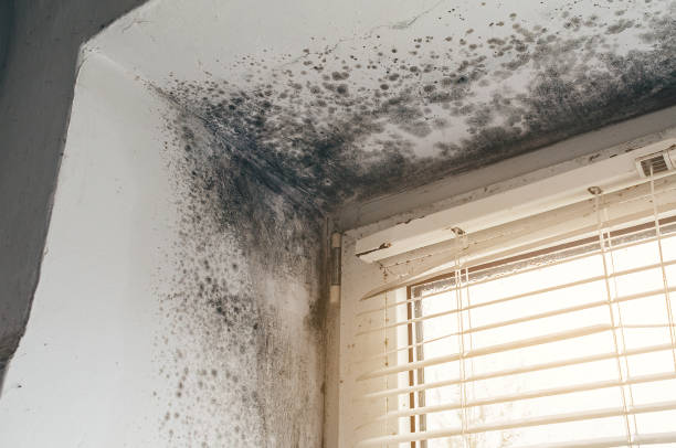 Affordable Mold Removal solutions in Ivor, VA