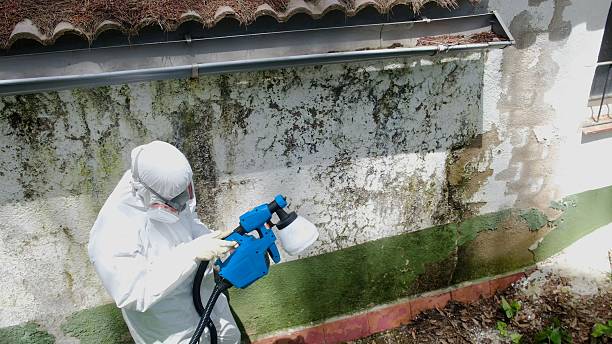 Top rated local Mold Removal specialists in Ivor, VA